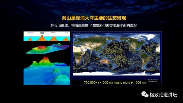 深海生物|为解决繁衍问题，这个稀有的深海生物开发出了雌雄同体