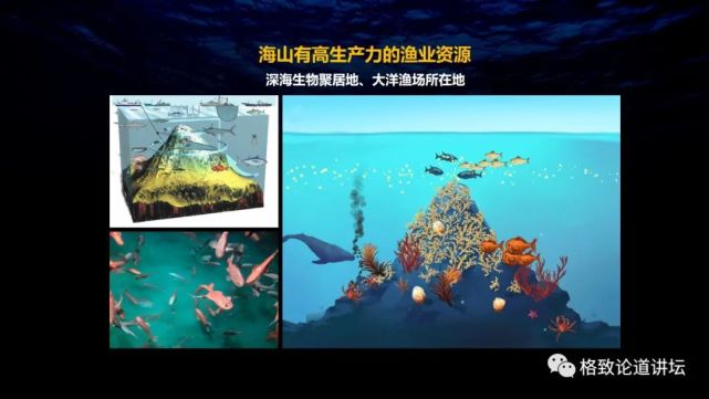 深海生物|为解决繁衍问题，这个稀有的深海生物开发出了雌雄同体