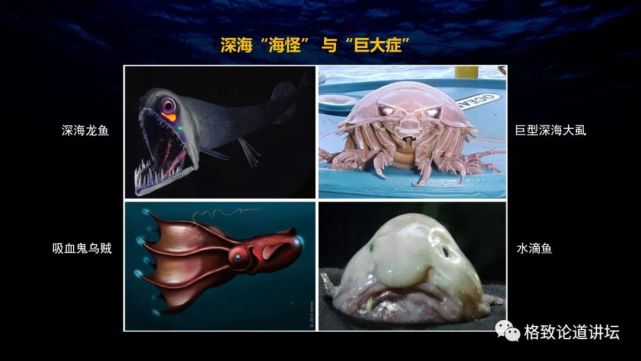 深海生物|为解决繁衍问题，这个稀有的深海生物开发出了雌雄同体