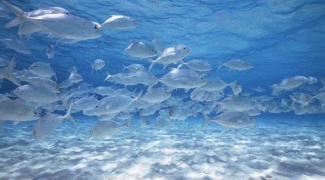 深海生物|为解决繁衍问题，这个稀有的深海生物开发出了雌雄同体