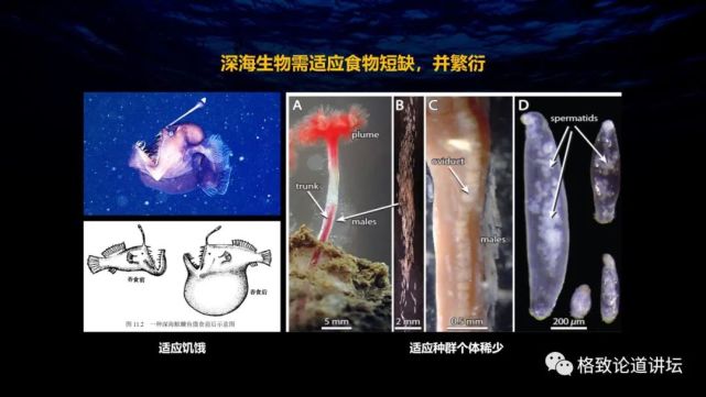 深海生物|为解决繁衍问题，这个稀有的深海生物开发出了雌雄同体