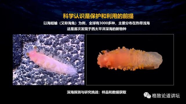 深海生物|为解决繁衍问题，这个稀有的深海生物开发出了雌雄同体