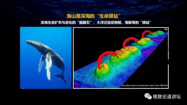 深海生物|为解决繁衍问题，这个稀有的深海生物开发出了雌雄同体