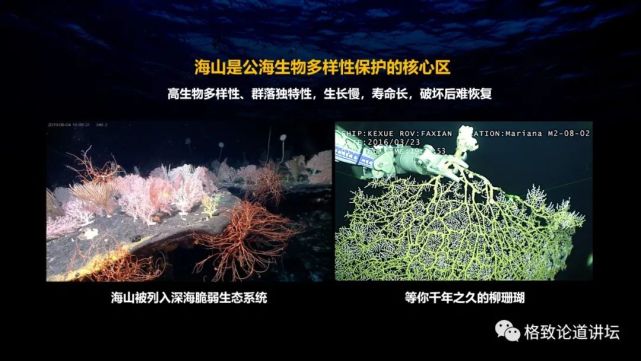 深海生物|为解决繁衍问题，这个稀有的深海生物开发出了雌雄同体