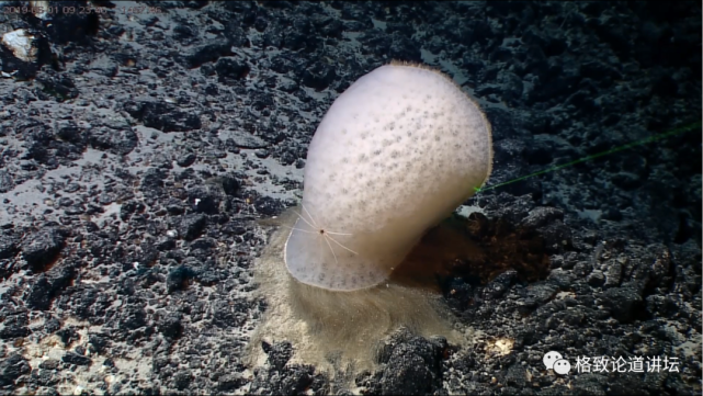 深海生物|为解决繁衍问题，这个稀有的深海生物开发出了雌雄同体