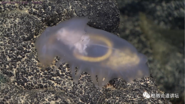 深海生物|为解决繁衍问题，这个稀有的深海生物开发出了雌雄同体