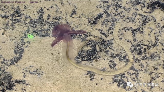 深海生物|为解决繁衍问题，这个稀有的深海生物开发出了雌雄同体