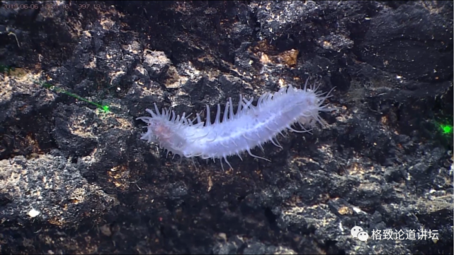 深海生物|为解决繁衍问题，这个稀有的深海生物开发出了雌雄同体