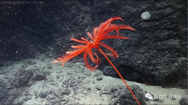 深海生物|为解决繁衍问题，这个稀有的深海生物开发出了雌雄同体