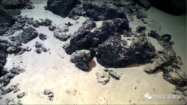 深海生物|为解决繁衍问题，这个稀有的深海生物开发出了雌雄同体