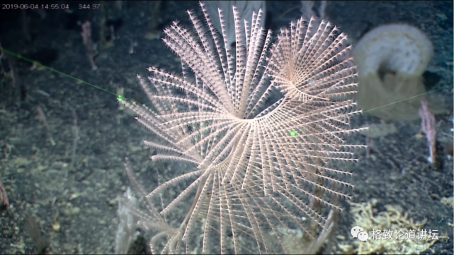 深海生物|为解决繁衍问题，这个稀有的深海生物开发出了雌雄同体