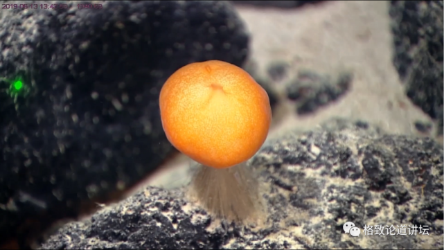深海生物|为解决繁衍问题，这个稀有的深海生物开发出了雌雄同体