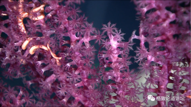 深海生物|为解决繁衍问题，这个稀有的深海生物开发出了雌雄同体