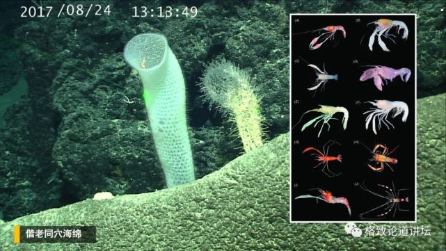 深海生物|为解决繁衍问题，这个稀有的深海生物开发出了雌雄同体