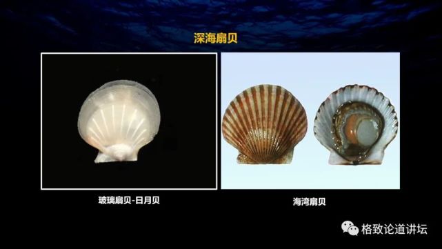 深海生物|为解决繁衍问题，这个稀有的深海生物开发出了雌雄同体