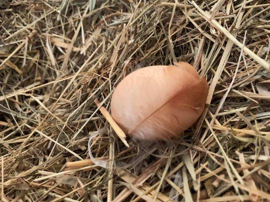 原鸡|没有交配过的母鸡，为什么365天都可以下蛋？原来是这个BUG在作怪