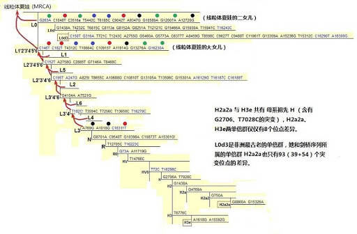科学|所有男人、女人的最近共同祖先找到了，都是非洲人，这是咋回事？