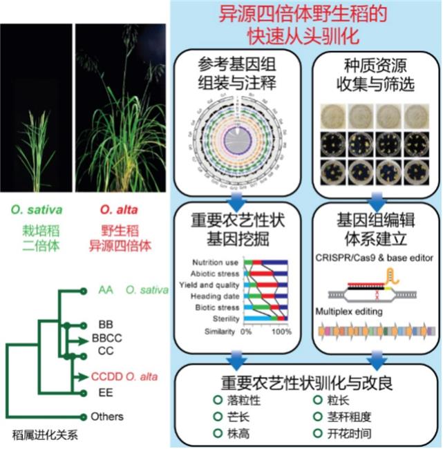 科学|我科学家全球首次证实四倍体野生稻快速驯化新策略