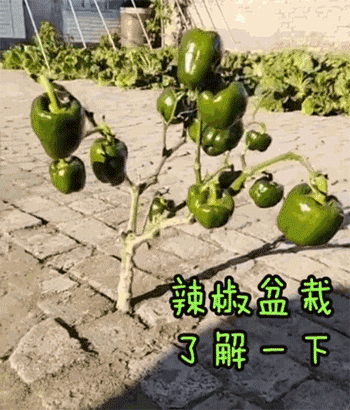 天问|天问“拍了拍”火星后，网友的这个问题刷屏