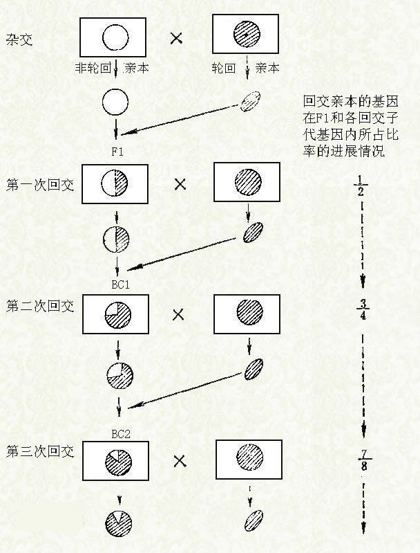 象龟|回交有什么好处吗？为什么人类故意让动物回交？