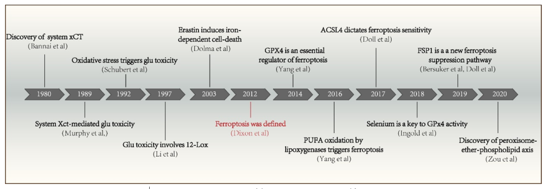 图1：时间轴描绘在铁死亡研究领域的基本发现