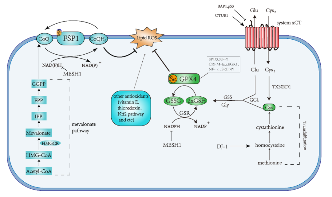 图3：抗铁死亡途径概述