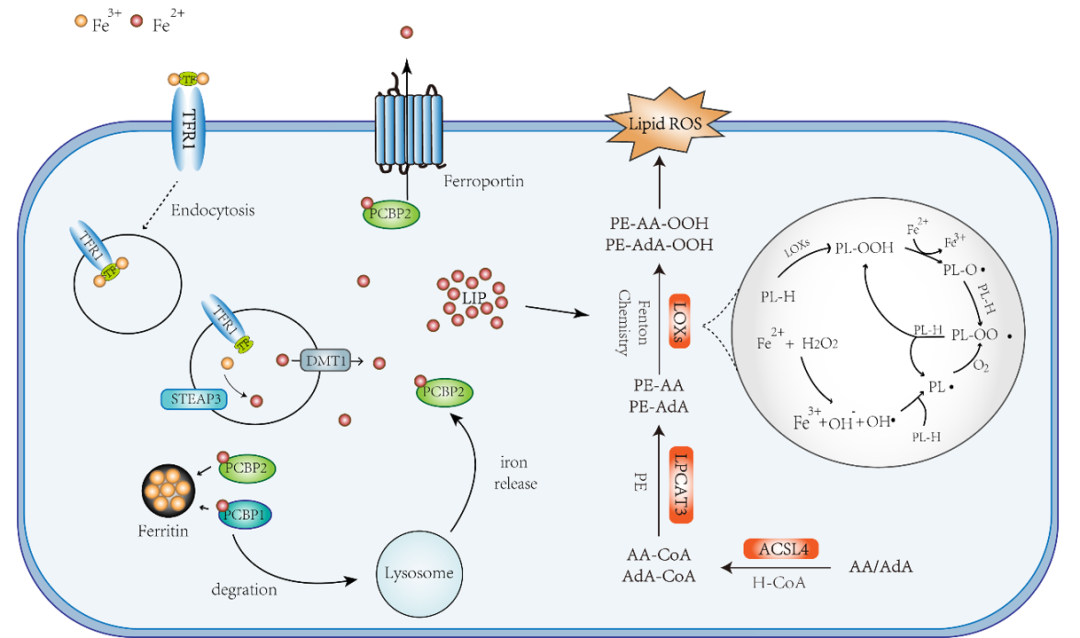 图2：铁死亡的信号通路示意图
