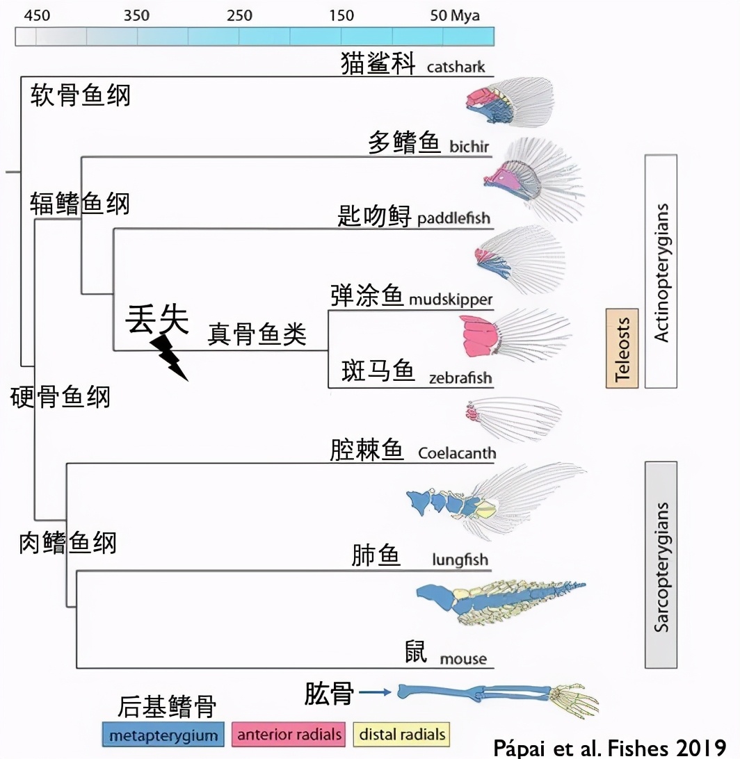 软骨鱼|人类传承了4亿年前鱼祖先的登陆绝技，新生代鱼却把它们弄丢了