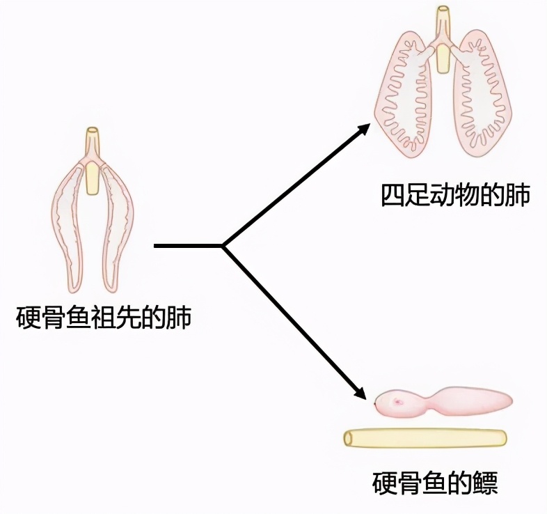 软骨鱼|人类传承了4亿年前鱼祖先的登陆绝技，新生代鱼却把它们弄丢了