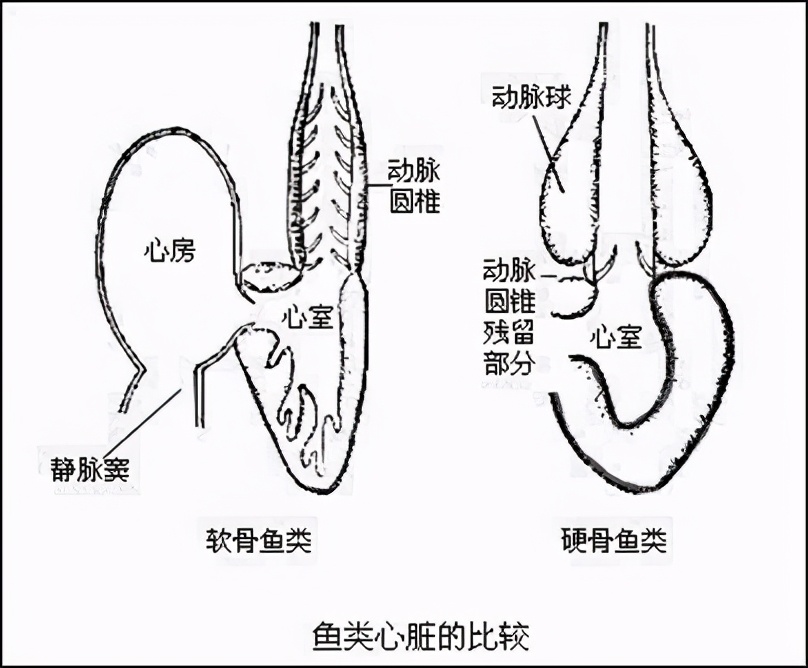 软骨鱼|人类传承了4亿年前鱼祖先的登陆绝技，新生代鱼却把它们弄丢了