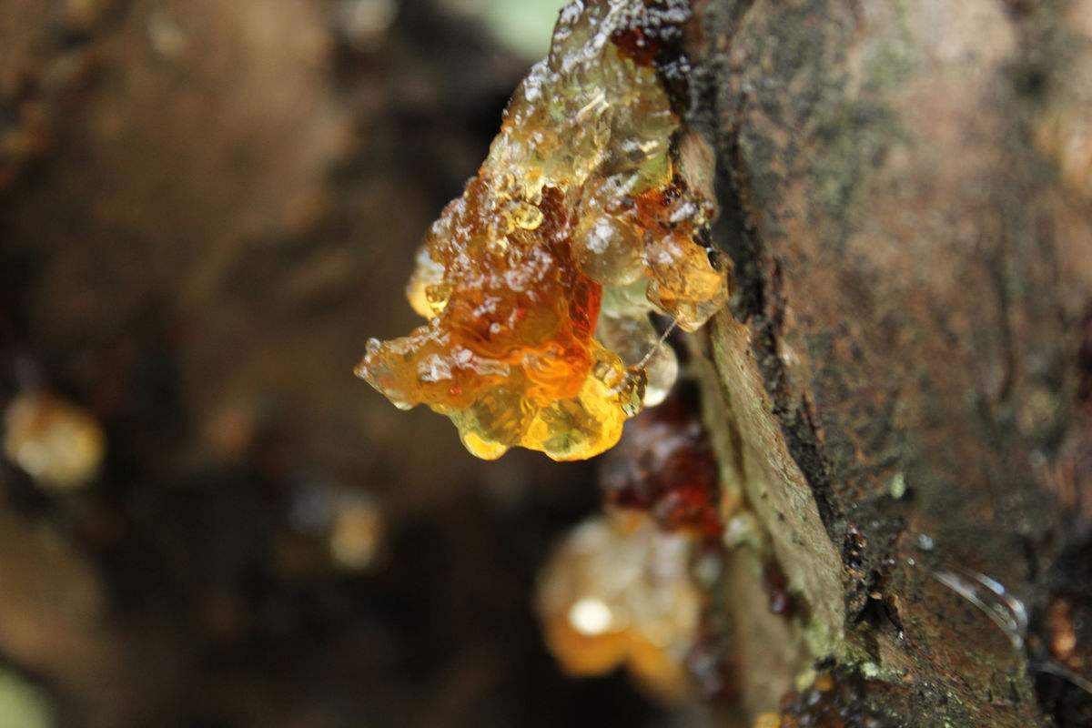恐龙|2.3亿年前，一场持续200万年的暴雨，让恐龙成了地球霸主