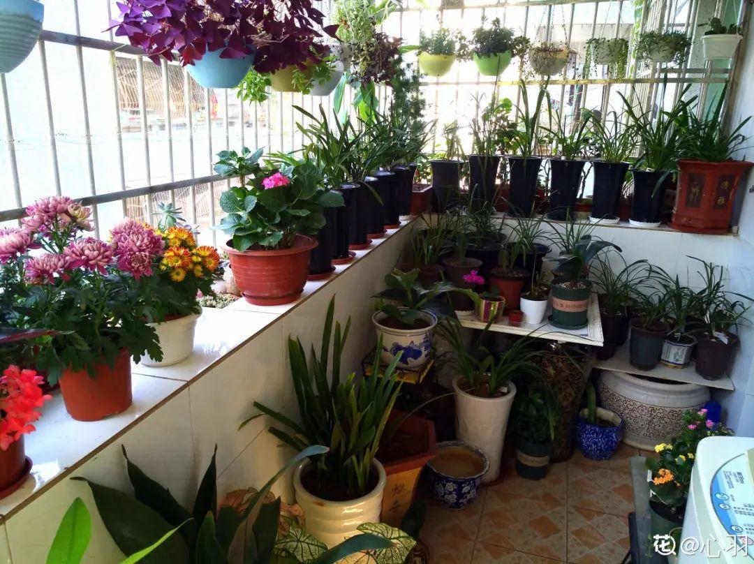 阳台党的烦恼没有院子只能挖空心思养花
