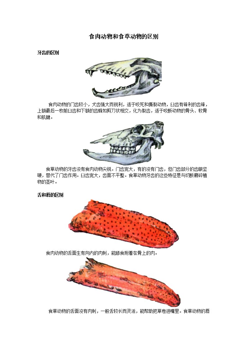 老虎|老虎的舌头有多锋利？老虎舔一口掉一层皮是真的吗？