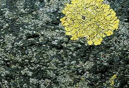 科学|世界上最神秘的岛屿，禁止人类登岛，只允许科学家穿着消毒衣进入