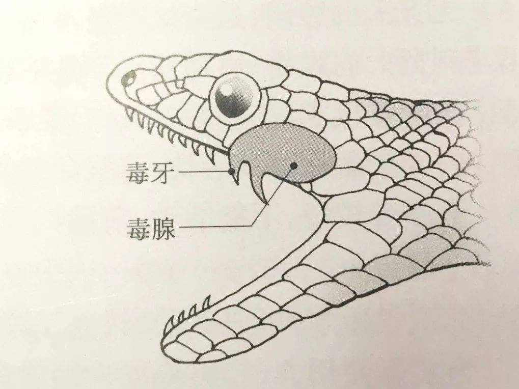 眼镜王蛇|世界上最大的毒蛇眼镜王蛇，体型有多长？为何只在南方出现？