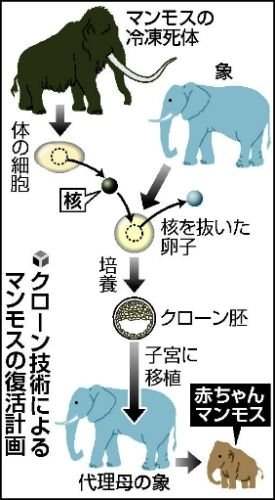 科学|科学家成功克隆濒危生物黑足雪貂，可为什么猛犸象无法被克隆？