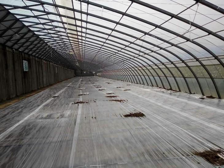 大棚肥力越种越差病害越来越多需要歇棚整整啦