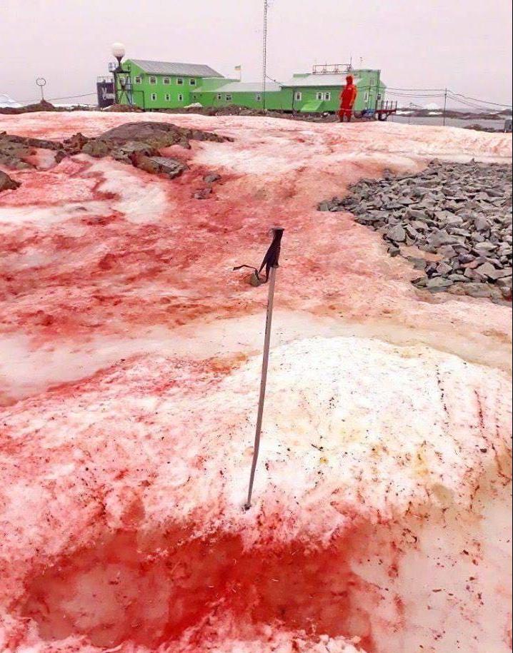 南极|南极又现“西瓜雪”但这一点也不浪漫！南极的情况真有那么糟吗？