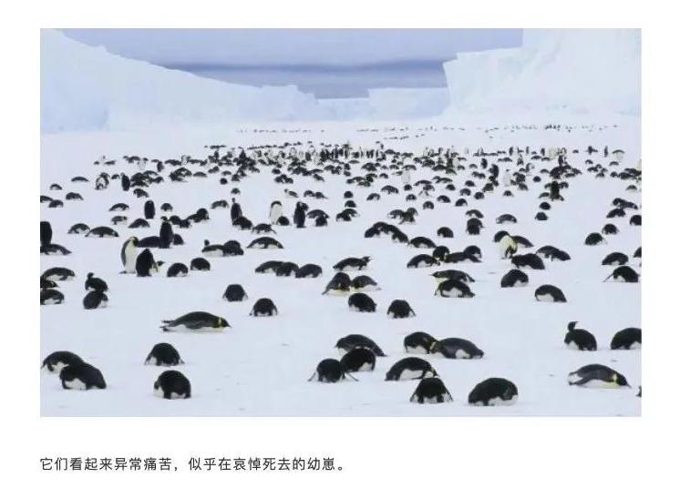 南极|南极又现“西瓜雪”但这一点也不浪漫！南极的情况真有那么糟吗？