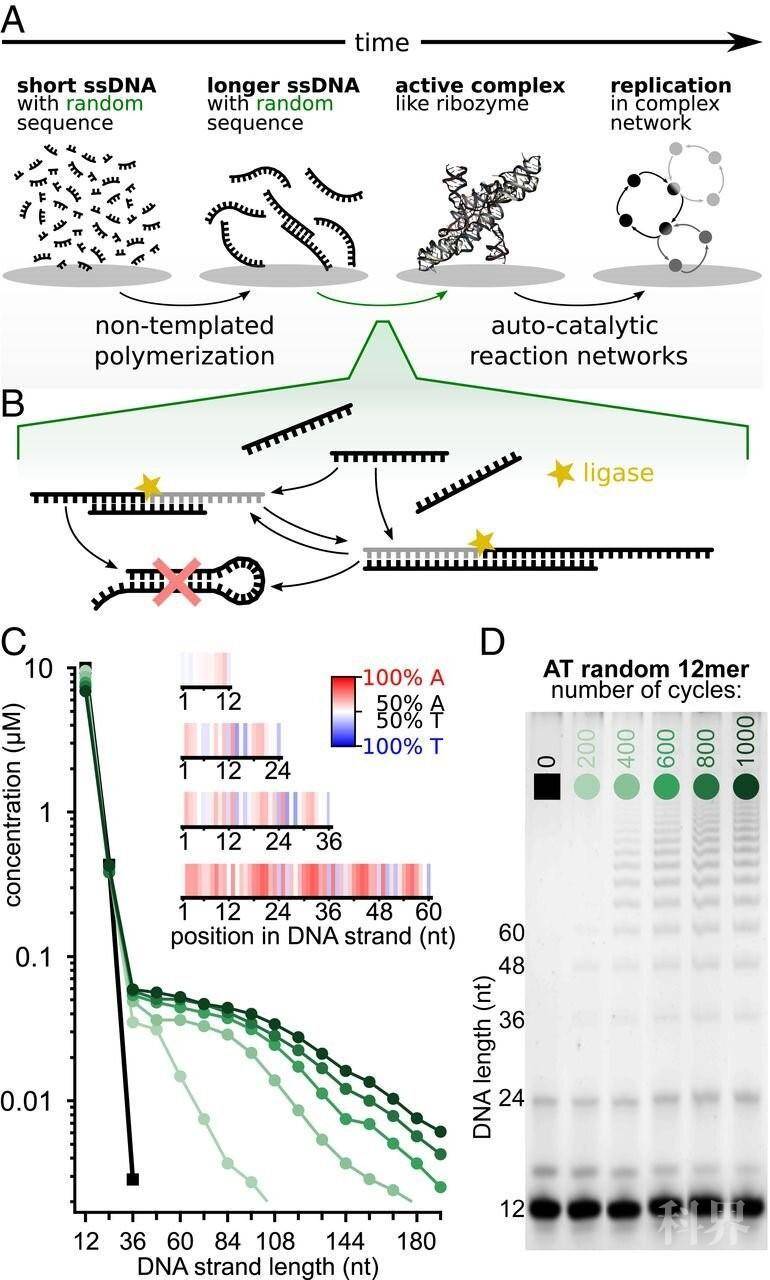 12-mers DNA随机序列的模板连接