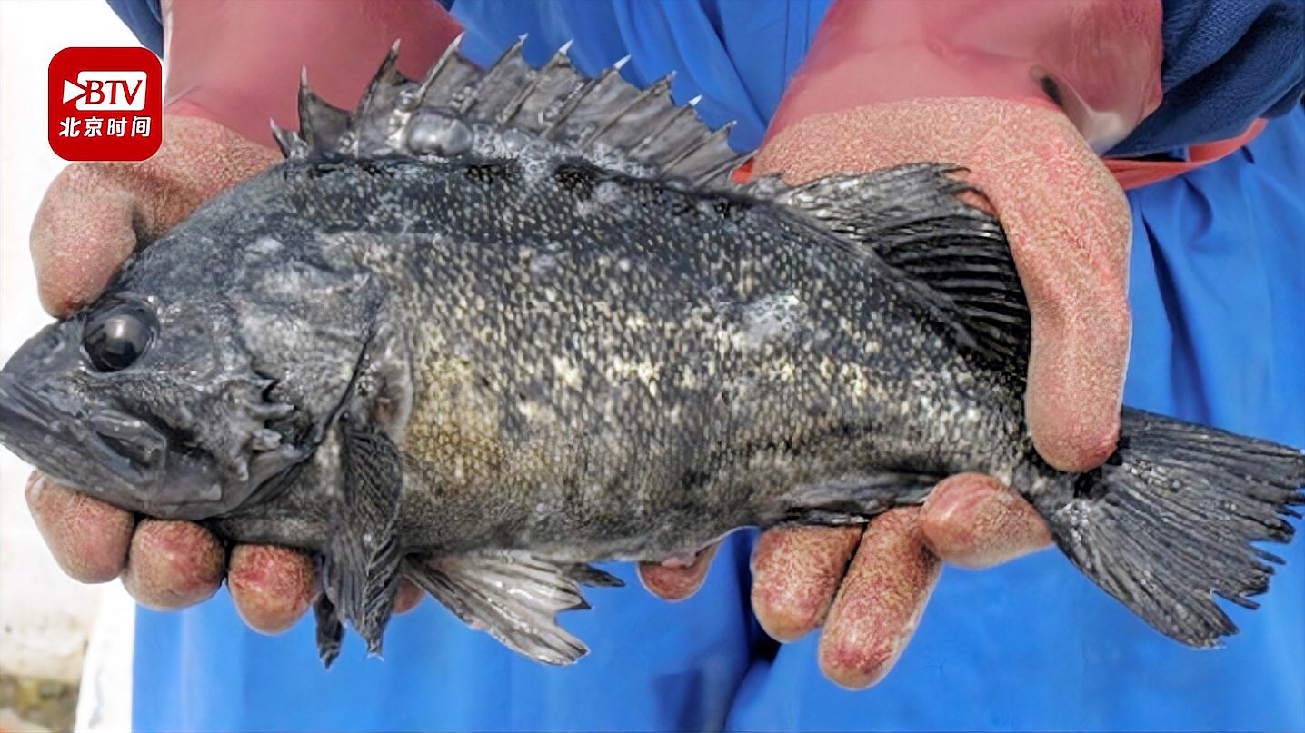 日本福岛附近海域鱼放射性物质超标铯含量是食品标准值的5倍