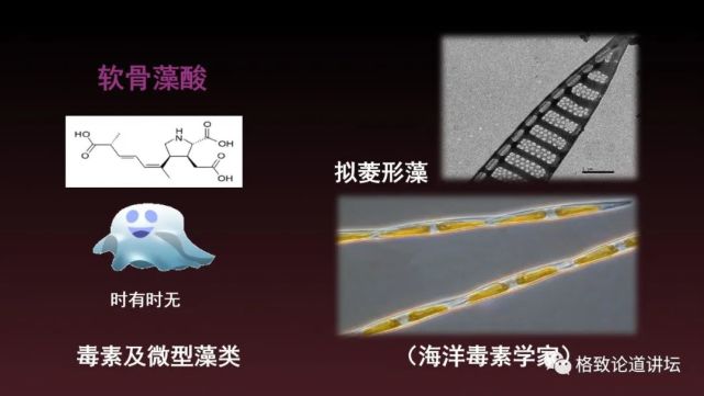 海狮|科学家用了17年，终于擒获杀害海狮的罪魁祸首