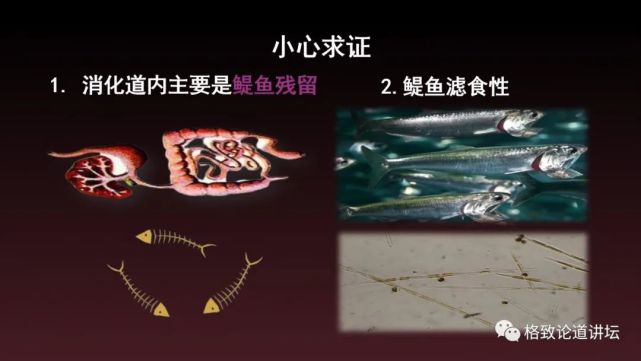 海狮|科学家用了17年，终于擒获杀害海狮的罪魁祸首