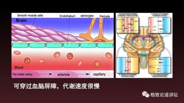 海狮|科学家用了17年，终于擒获杀害海狮的罪魁祸首