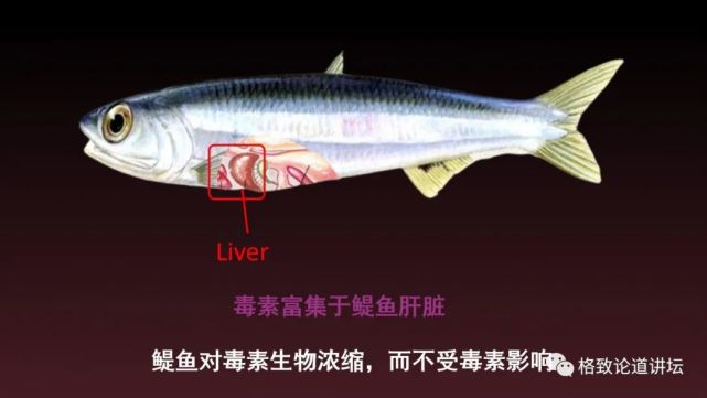 海狮|科学家用了17年，终于擒获杀害海狮的罪魁祸首