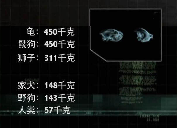 藏獒|把10只流浪藏獒放在非洲草原上，它们能继续嚣张下去吗？