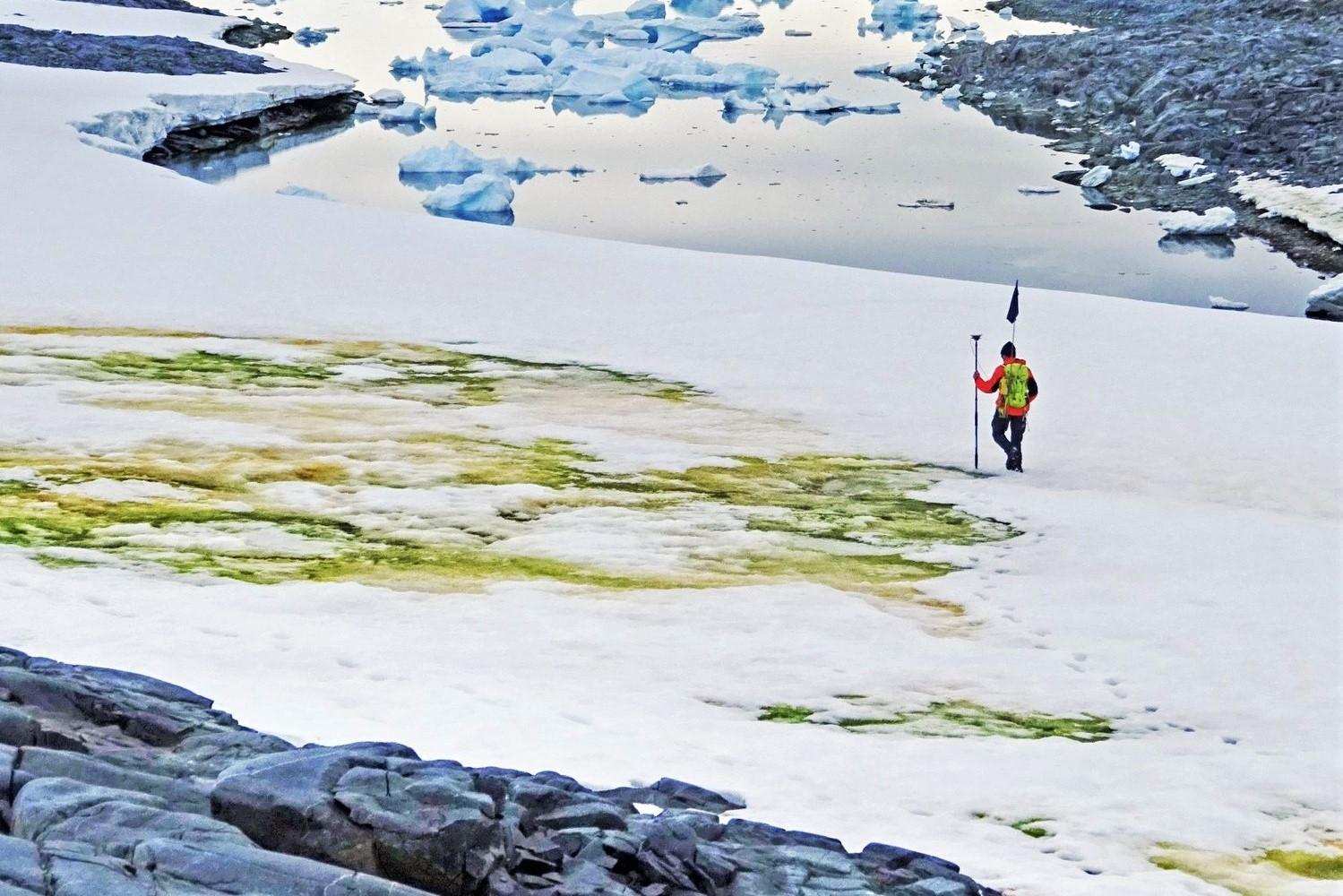 南极|南极又一次出现西瓜雪，这下人类真的要警惕了