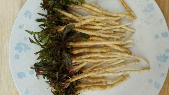 从记事的时候起,每年冬天我家里的水杯都会泡苦菜根,因为苦菜这种东西