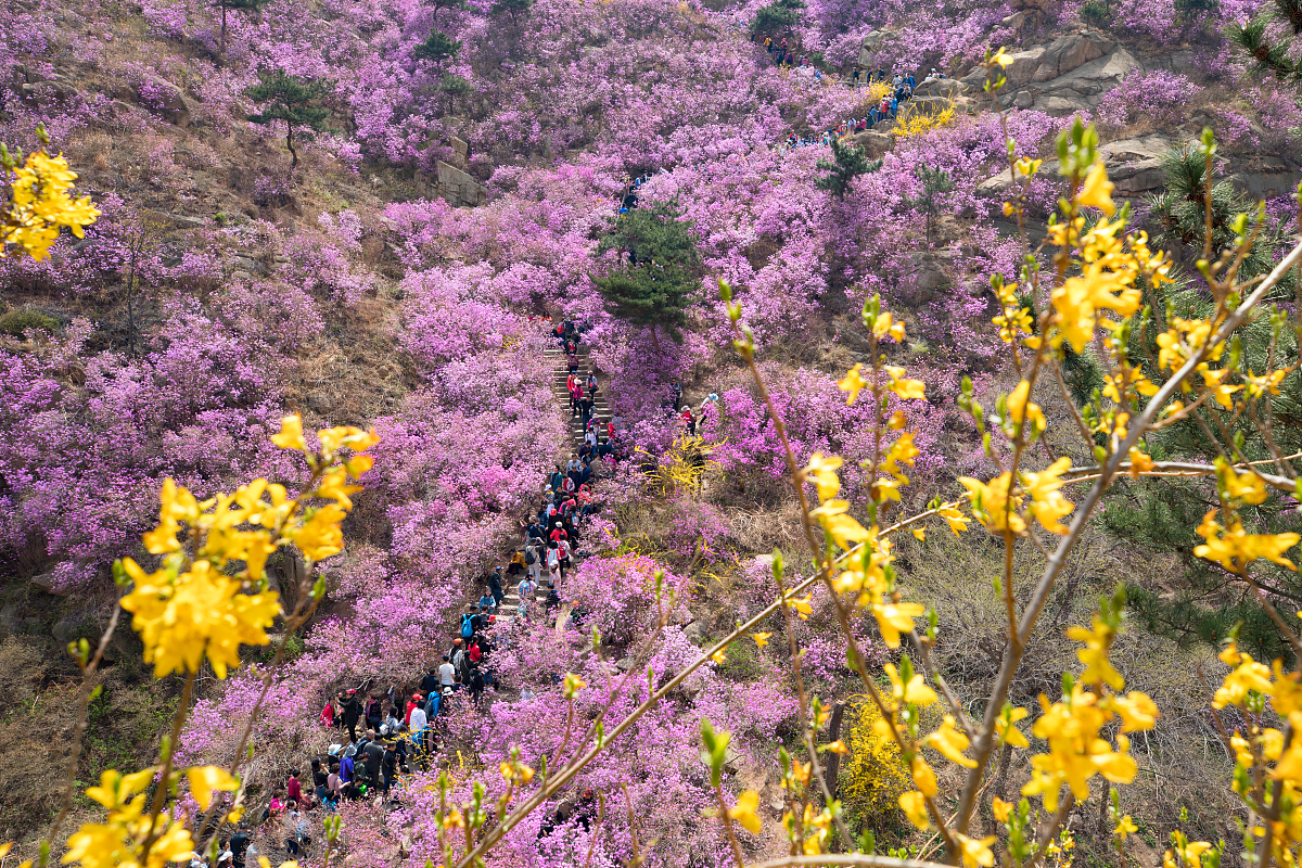 又到赏花季，山东这6座山，你见过它们漫山花开的景色吗？