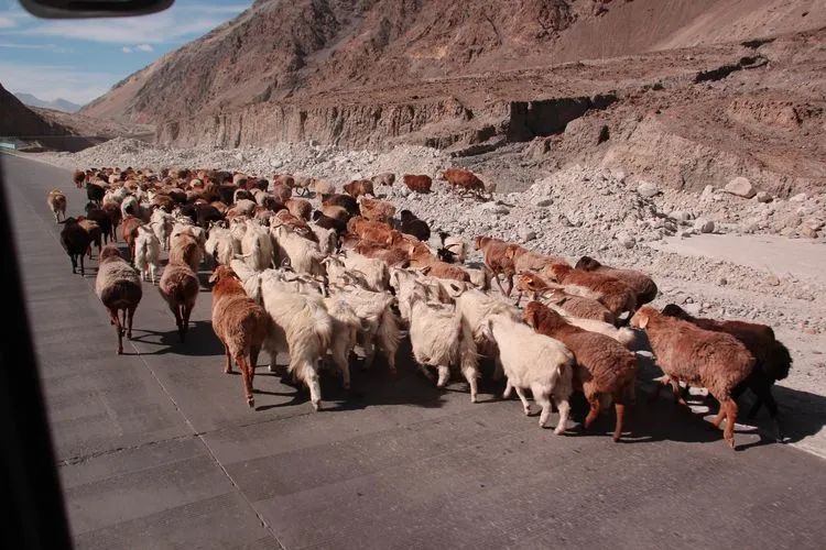 柯尔克孜羊倌帕米尔高原的牧羊女帕米尔高原喀什地区塔什库尔干塔吉克